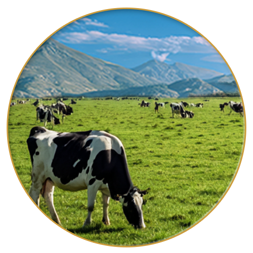Dairy cows grazing on a green pasture