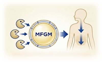 MFGM nutrition technology graphic demonstrating nutrient absorption in the body
