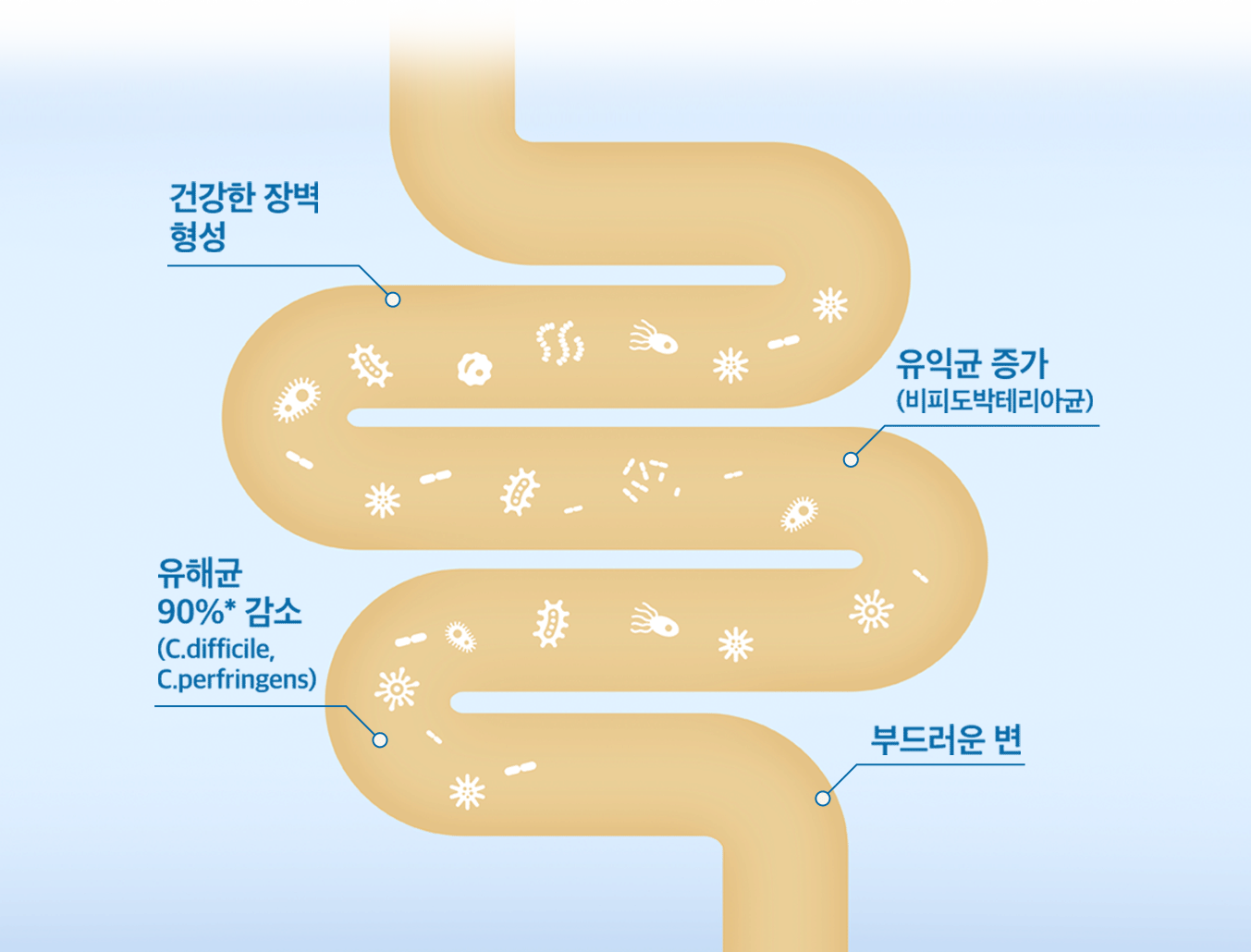 Gut microbiome diagram highlighting increased beneficial bacteria and reduced harmful bacteria